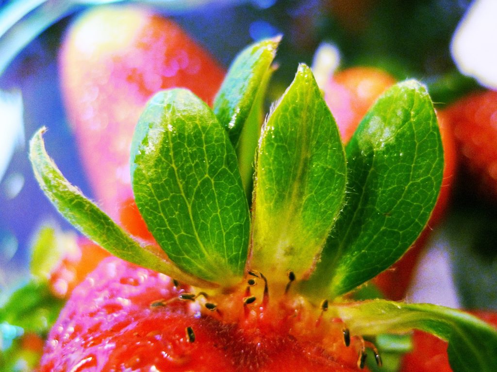 hoja de fresa receta
